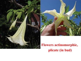 Flowers actinomorphic,
plicate (in bud)
 