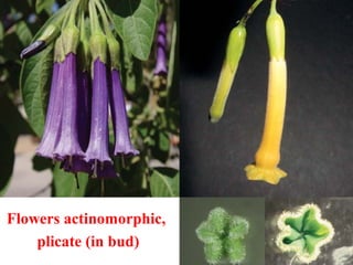 Flowers actinomorphic,
plicate (in bud)
 