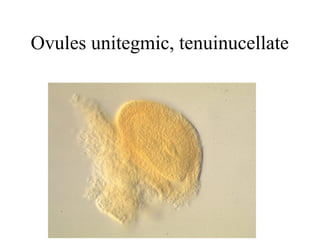 Ovules unitegmic, tenuinucellate
 