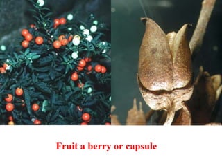Fruit a berry or capsule
 