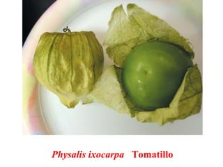 Physalis ixocarpa Tomatillo
 