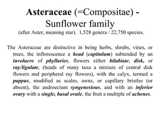 Asteraceae (=Compositae) -
Sunflower family
(after Aster, meaning star). 1,528 genera / 22,750 species.
The Asteraceae are distinctive in being herbs, shrubs, vines, or
trees, the inflorescence a head (capitulum) subtended by an
involucre of phyllaries, flowers either bilabiate, disk, or
ray/ligulate, (heads of many taxa a mixture of central disk
flowers and peripheral ray flowers), with the calyx, termed a
pappus, modified as scales, awns, or capillary bristles (or
absent), the androecium syngenesious, and with an inferior
ovary with a single, basal ovule, the fruit a multiple of achenes.
 