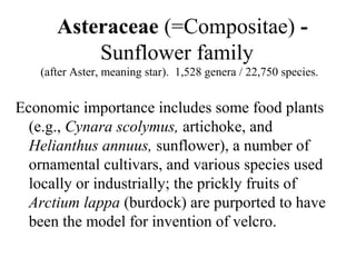 Asteraceae (=Compositae) -
Sunflower family
(after Aster, meaning star). 1,528 genera / 22,750 species.
Economic importance includes some food plants
(e.g., Cynara scolymus, artichoke, and
Helianthus annuus, sunflower), a number of
ornamental cultivars, and various species used
locally or industrially; the prickly fruits of
Arctium lappa (burdock) are purported to have
been the model for invention of velcro.
 