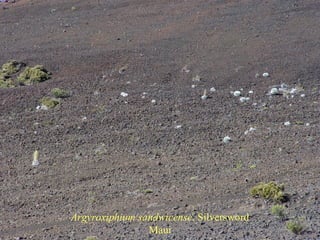 Argyroxiphium sandwicense, Silversword
Maui
 