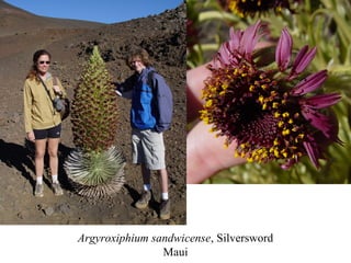 Argyroxiphium sandwicense, Silversword
Maui
 
