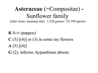 Asteraceae (=Compositae) -
Sunflower family
(after Aster, meaning star). 1,528 genera / 22,750 species.
K 0-∞ (pappus)
C (5) [(4)] or (3) in some ray flowers
A (5) [(4)]
G (2), inferior, hypanthium absent.
 