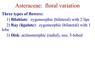 Asteraceae: floral variation
Three types of flowers:
1) Bilabiate: zygomorphic (bilateral) with 2 lips
2) Ray (ligulate): zygomorphic (bilateral) with 1
lobe
3) Disk: actinomorphic (radial), usu. 5-lobed
 