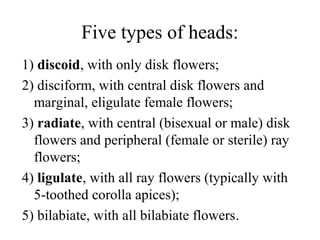 Five types of heads:
1) discoid, with only disk flowers;
2) disciform, with central disk flowers and
marginal, eligulate female flowers;
3) radiate, with central (bisexual or male) disk
flowers and peripheral (female or sterile) ray
flowers;
4) ligulate, with all ray flowers (typically with
5-toothed corolla apices);
5) bilabiate, with all bilabiate flowers.
 