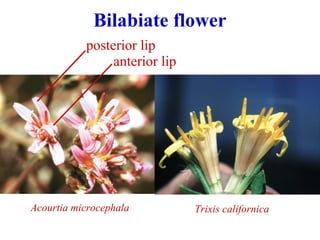 Bilabiate flower
Acourtia microcephala Trixis californica
posterior lip
anterior lip
 