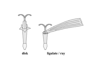 ligulate / raydisk
 