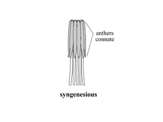 syngenesious
anthers
connate
 
