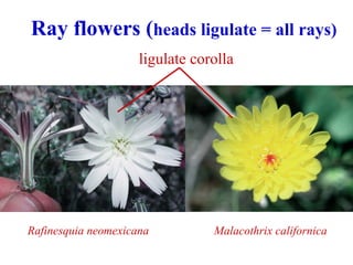 Ray flowers (heads ligulate = all rays)
Rafinesquia neomexicana Malacothrix californica
ligulate corolla
 
