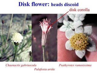 Disk flower: heads discoid
Palafoxia arida
Psathyrotes ramosissima
disk corolla
Chaenactis gabriuscula
 