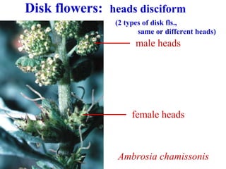Disk flowers: heads disciform
(2 types of disk fls.,
same or different heads)
male heads
Ambrosia chamissonis
female heads
 