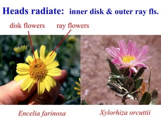 Xylorhiza orcuttiiEncelia farinosa
Heads radiate: inner disk & outer ray fls.
ray flowersdisk flowers
 