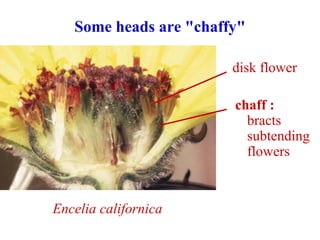 Encelia californica
ovary
Some heads are "chaffy"
chaff :
bracts
subtending
flowers
disk flower
 