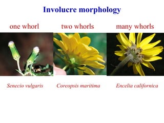 Involucre morphology
one whorl two whorls many whorls
Senecio vulgaris Coreopsis maritima Encelia californica
 