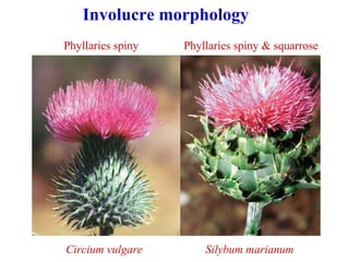 Circium vulgare Silybum marianum
Phyllaries spiny
Involucre morphology
Phyllaries spiny & squarrose
 