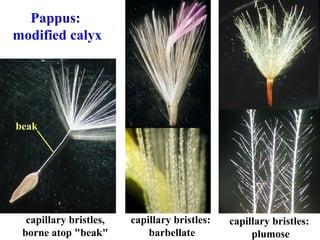 Pappus:
modified calyx
capillary bristles:
barbellate
capillary bristles:
plumose
beak
capillary bristles,
borne atop "beak"
 