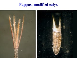 Pappus: modified calyx
 