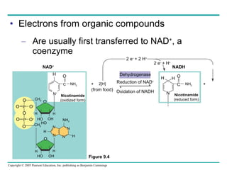 Electrons from organic compounds Are usually first transferred to NAD + , a coenzyme NAD + H O O O O – O O O – O O O P P CH 2 CH 2 HO OH H H HO OH HO H H N + C NH 2 H N H NH 2 N N Nicotinamide (oxidized form) NH 2 + 2[H] (from food) Dehydrogenase Reduction of NAD + Oxidation of NADH 2 e –  + 2 H + 2 e –  + H + NADH O H H N C + Nicotinamide (reduced form) N Figure 9.4 