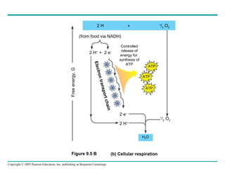 2 H 1 / 2  O 2 (from food via NADH) 2 H +  +  2 e – 2 H + 2 e – H 2 O 1 / 2  O 2 Controlled release of energy for  synthesis of ATP ATP ATP ATP Electron transport chain  Free energy, G (b) Cellular respiration + Figure 9.5 B 