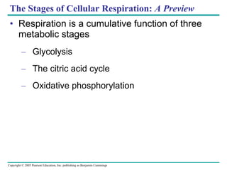The Stages of Cellular Respiration:  A Preview Respiration is a cumulative function of three metabolic stages Glycolysis The citric acid cycle Oxidative phosphorylation 