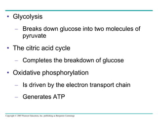Glycolysis Breaks down glucose into two molecules of pyruvate The citric acid cycle Completes the breakdown of glucose Oxidative phosphorylation Is driven by the electron transport chain Generates ATP 
