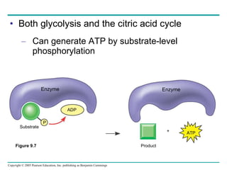 Both glycolysis and the citric acid cycle Can generate ATP by substrate-level phosphorylation Figure 9.7 Enzyme Enzyme ATP ADP Product Substrate P + 