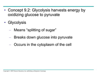 Concept 9.2: Glycolysis harvests energy by oxidizing glucose to pyruvate Glycolysis Means “splitting of sugar” Breaks down glucose into pyruvate Occurs in the cytoplasm of the cell 