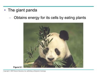 The giant panda Obtains energy for its cells by eating plants Figure 9.1 