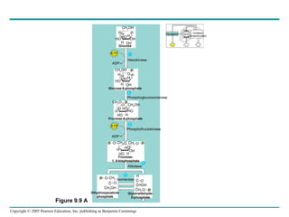 Dihydroxyacetone phosphate Glyceraldehyde- 3-phosphate H H H H H OH OH HO HO CH 2 OH H H H H O H OH HO OH P CH 2 O P H O H HO HO H HO CH 2 OH P O CH 2 O CH 2 O P HO H HO H OH O P CH 2 C O CH 2 OH H C CHOH CH 2 O O P ATP ADP Hexokinase Glucose Glucose-6-phosphate Fructose-6-phosphate ATP ADP Phosphoglucoisomerase Phosphofructokinase Fructose- 1, 6-bisphosphate Aldolase Isomerase Glycolysis 1 2 3 4 5 CH 2 OH Oxidative phosphorylation Citric acid cycle Figure 9.9 A 