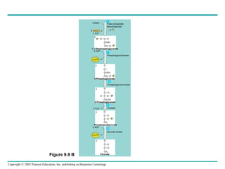 2 NAD + NADH 2 + 2 H + Triose phosphate dehydrogenase 2 P  i 2 P C CHOH O P O CH 2 O 2 O – 1, 3-Bisphosphoglycerate 2 ADP 2 ATP Phosphoglycerokinase CH 2 O P 2 C CHOH 3-Phosphoglycerate Phosphoglyceromutase O – C C CH 2 OH H O P 2-Phosphoglycerate 2 H 2 O 2 O – Enolase C C O P O CH 2 Phosphoenolpyruvate 2 ADP 2 ATP Pyruvate kinase O – C C O O CH 3 2 6 8 7 9 10 Pyruvate O Figure 9.8 B 