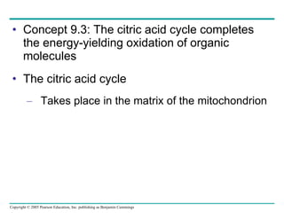 Concept 9.3: The citric acid cycle completes the energy-yielding oxidation of organic molecules The citric acid cycle Takes place in the matrix of the mitochondrion 