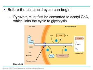 Before the citric acid cycle can begin Pyruvate must first be converted to acetyl CoA, which links the cycle to glycolysis CYTOSOL MITOCHONDRION NADH +  H + NAD + 2 3 1 CO 2 Coenzyme A Pyruvate Acetyle CoA S CoA C CH 3 O Transport protein O – O O C C CH 3 Figure 9.10 