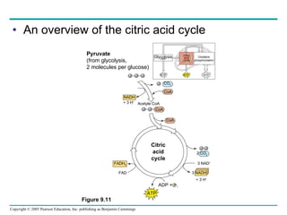 An overview of the citric acid cycle ATP 2 CO 2 3 NAD + 3 NADH + 3 H + ADP +  P   i FAD FADH 2 Citric acid cycle CoA CoA Acetyle CoA NADH + 3 H + CoA CO 2 Pyruvate (from glycolysis, 2 molecules per glucose) ATP ATP ATP Glycolysis Citric acid cycle Oxidative phosphorylation Figure 9.11 