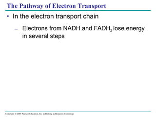 The Pathway of Electron Transport In the electron transport chain Electrons from NADH and FADH 2  lose energy in several steps 