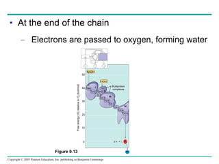 At the end of the chain Electrons are passed to oxygen, forming water H 2 O O 2 NADH FADH2 FMN Fe•S Fe•S Fe•S O FAD Cyt  b Cyt  c 1 Cyt  c Cyt  a Cyt  a 3 2 H  +  +  1  2 I II III IV Multiprotein complexes 0 10 20 30 40 50 Free energy ( G ) relative to O 2  (kcl/mol) Figure 9.13 
