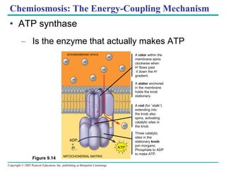 Chemiosmosis: The Energy-Coupling Mechanism ATP synthase Is the enzyme that actually makes ATP INTERMEMBRANE SPACE H + H + H + H + H + H + H + H + P  i + ADP ATP A  rotor  within the  membrane spins  clockwise when H +  flows past  it down the H +  gradient. A  stator  anchored in the membrane holds the knob stationary. A  rod  (for “stalk”) extending into  the knob also spins, activating catalytic sites in the knob. Three catalytic  sites in the  stationary  knob join inorganic  Phosphate to ADP to make ATP.   MITOCHONDRIAL MATRIX Figure 9.14 