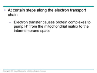 At certain steps along the electron transport chain Electron transfer causes protein complexes to pump H +  from the mitochondrial matrix to the intermembrane space 