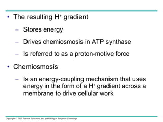 The resulting H +  gradient Stores energy Drives chemiosmosis in ATP synthase Is referred to as a proton-motive force Chemiosmosis Is an energy-coupling mechanism that uses energy in the form of a H +  gradient across a membrane to drive cellular work 