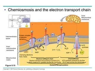 Chemiosmosis and the electron transport chain Oxidative phosphorylation. electron transport and chemiosmosis Glycolysis ATP ATP ATP Inner Mitochondrial membrane H + H + H + H + H + ATP P  i Protein complex of electron  carners Cyt  c I II III IV (Carrying electrons from, food) NADH + FADH 2 NAD + FAD + 2 H +  +  1 / 2  O 2 H 2 O ADP + Electron transport chain Electron transport and pumping of protons (H + ), which create an H +  gradient across the membrane Chemiosmosis ATP synthesis powered by the flow Of H +  back across the membrane ATP synthase Q Oxidative phosphorylation Intermembrane space Inner mitochondrial membrane Mitochondrial matrix Figure 9.15 