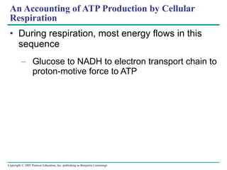 An Accounting of ATP Production by Cellular Respiration During respiration, most energy flows in this sequence Glucose to NADH to electron transport chain to proton-motive force to ATP 