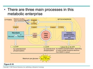 There are three main processes in this metabolic enterprise Electron shuttles span membrane CYTOSOL 2 NADH 2 FADH 2 2 NADH 6 NADH  2 FADH 2 2 NADH Glycolysis Glucose 2 Pyruvate 2 Acetyl CoA Citric acid cycle Oxidative phosphorylation: electron transport and chemiosmosis MITOCHONDRION by substrate-level phosphorylation by substrate-level phosphorylation by oxidative phosphorylation, depending on which shuttle transports electrons from NADH in cytosol  Maximum per glucose: About 36 or 38 ATP + 2 ATP + 2 ATP + about 32 or 34 ATP or Figure 9.16 