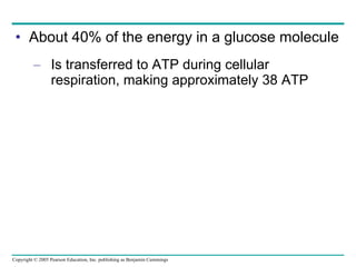 About 40% of the energy in a glucose molecule Is transferred to ATP during cellular respiration, making approximately 38 ATP 