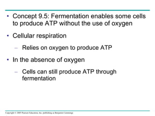Concept 9.5: Fermentation enables some cells to produce ATP without the use of oxygen Cellular respiration Relies on oxygen to produce ATP In the absence of oxygen Cells can still produce ATP through fermentation 