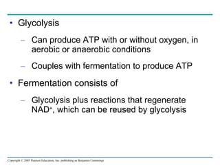 Glycolysis Can produce ATP with or without oxygen, in aerobic or anaerobic conditions Couples with fermentation to produce ATP Fermentation consists of Glycolysis plus reactions that regenerate NAD + , which can be reused by glycolysis 