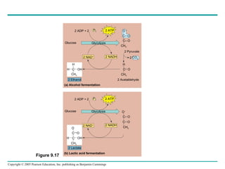 2 ADP + 2 P 1 2 ATP Glycolysis Glucose 2 NAD + 2 NADH 2 Pyruvate 2 Acetaldehyde 2 Ethanol (a) Alcohol fermentation 2 ADP + 2 P 1 2 ATP Glycolysis Glucose 2 NAD + 2 NADH 2 Lactate (b) Lactic acid fermentation H H OH CH 3 C O  – O C C O CH 3 H C O CH 3 O – C O C O CH 3 O C O C OH H CH 3 CO 2 2 Figure 9.17 