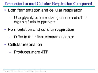 Fermentation and Cellular Respiration Compared Both fermentation and cellular respiration Use glycolysis to oxidize glucose and other organic fuels to pyruvate Fermentation and cellular respiration Differ in their final electron acceptor Cellular respiration Produces more ATP 