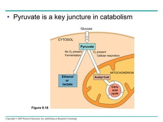 Pyruvate is a key juncture in catabolism Glucose CYTOSOL Pyruvate No O 2  present Fermentation O 2  present Cellular respiration Ethanol or  lactate Acetyl CoA MITOCHONDRION Citric acid cycle Figure 9.18 